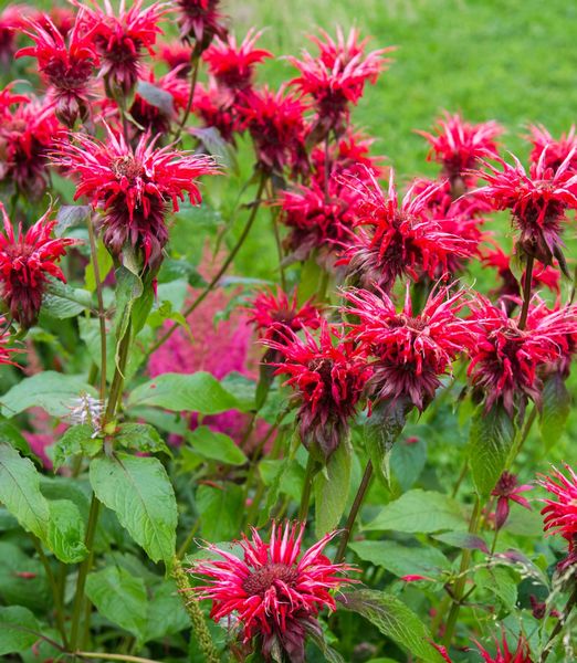 Monarda didyma 'Cambridge Scarlet'
